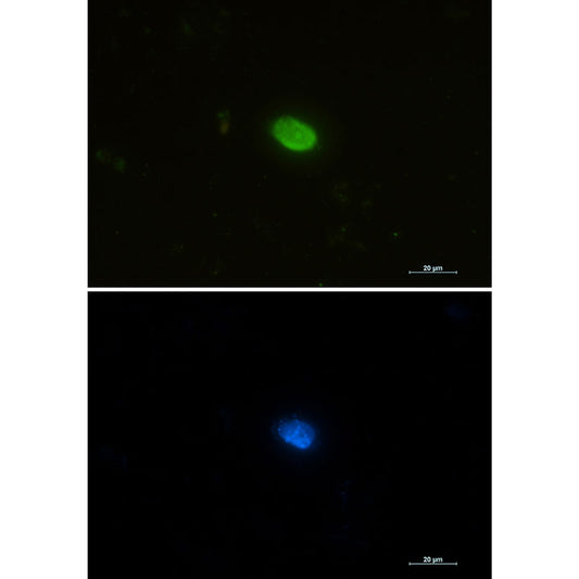 PIN1 Rabbit Monoclonal Antibody