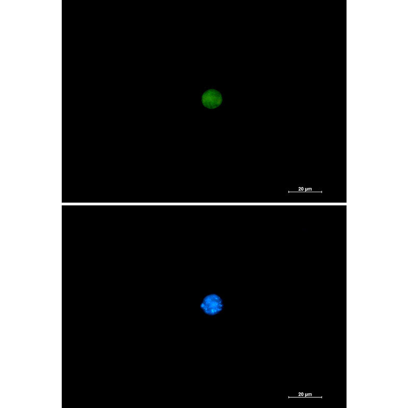 PIN1 Rabbit Monoclonal Antibody