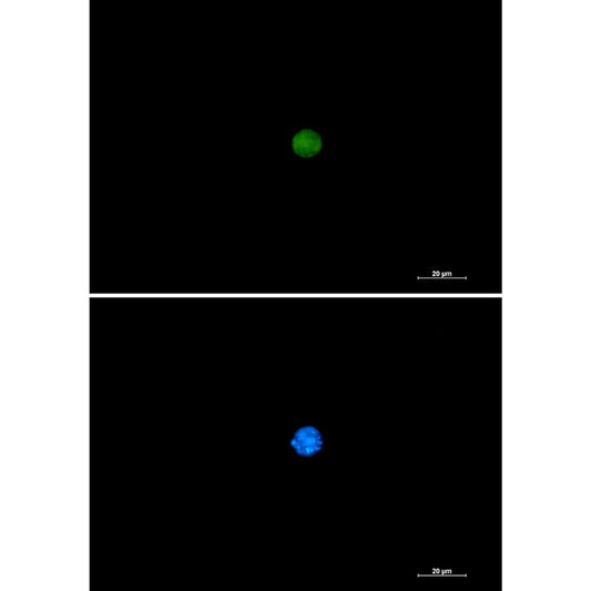 PIN1 Rabbit Monoclonal Antibody