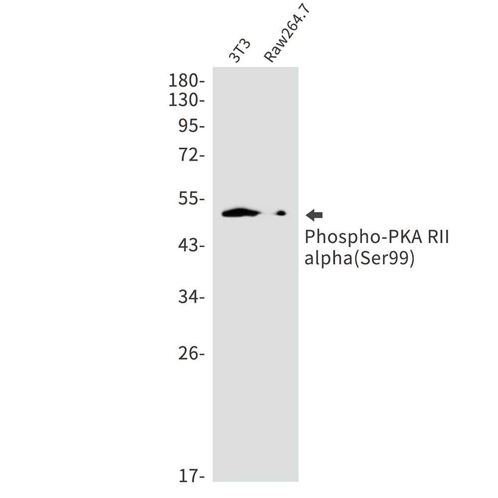 Phospho-PKA RII alpha (Ser99) Rabbit Monoclonal Antibody