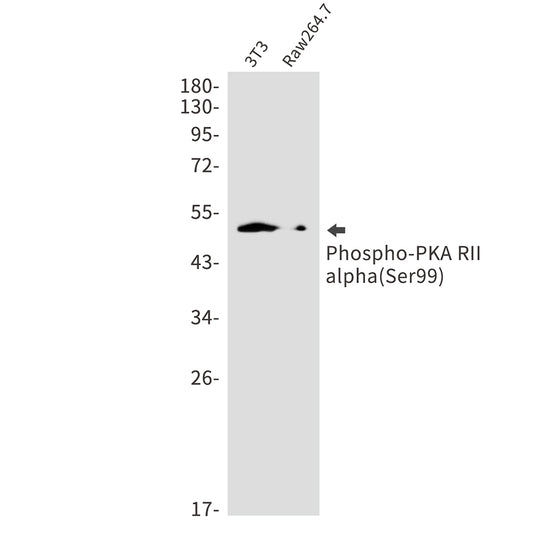 Phospho-PKA RII alpha (Ser99) Rabbit Monoclonal Antibody