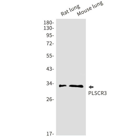 PLSCR3 Rabbit Monoclonal Antibody