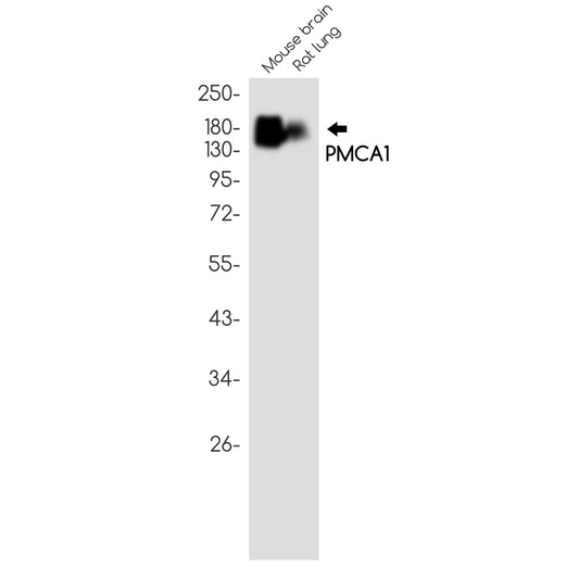 PMCA1 Rabbit Monoclonal Antibody