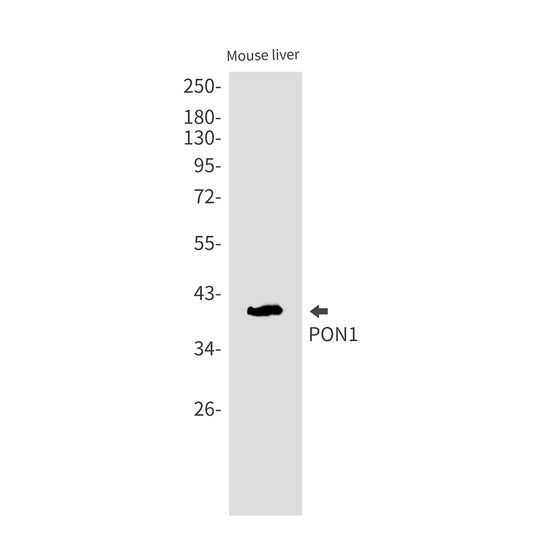 PON1 Rabbit Monoclonal Antibody
