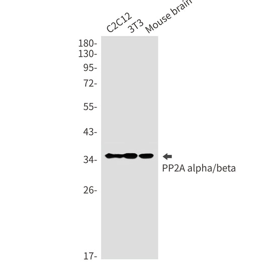PP2A alpha/beta Rabbit Monoclonal Antibody