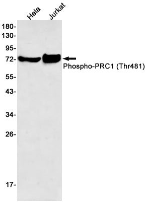 Phospho-PRC1 (Thr481) Rabbit Monoclonal Antibody