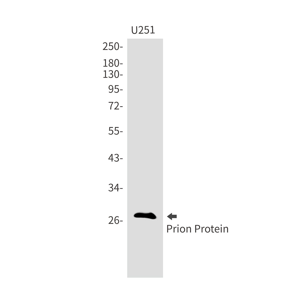 Prion Protein Rabbit Monoclonal Antibody