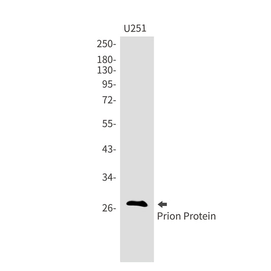 Prion Protein Rabbit Monoclonal Antibody