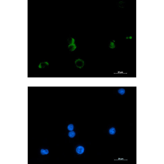 Prostaglandin D Synthase Rabbit Monoclonal Antibody