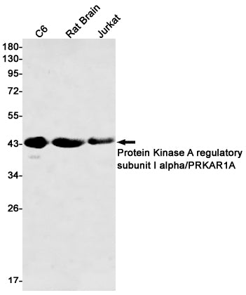 PKA RI alpha Rabbit Monoclonal Antibody