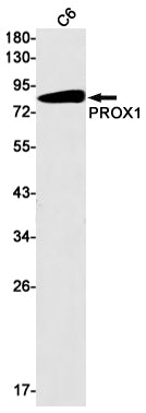 PROX1 Rabbit Monoclonal Antibody