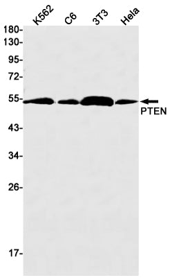 PTEN Rabbit Monoclonal Antibody