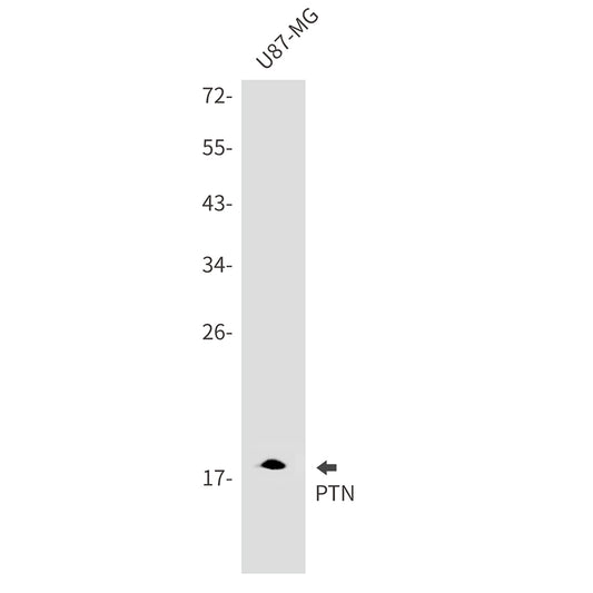 PTN Rabbit Monoclonal Antibody