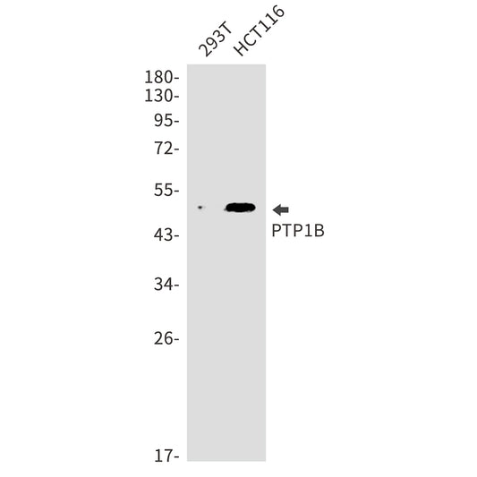 PTP1B Rabbit Monoclonal Antibody