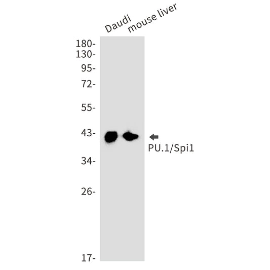 SPI1 Rabbit Monoclonal Antibody