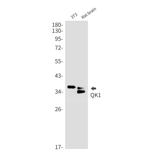 QK1 Rabbit Monoclonal Antibody