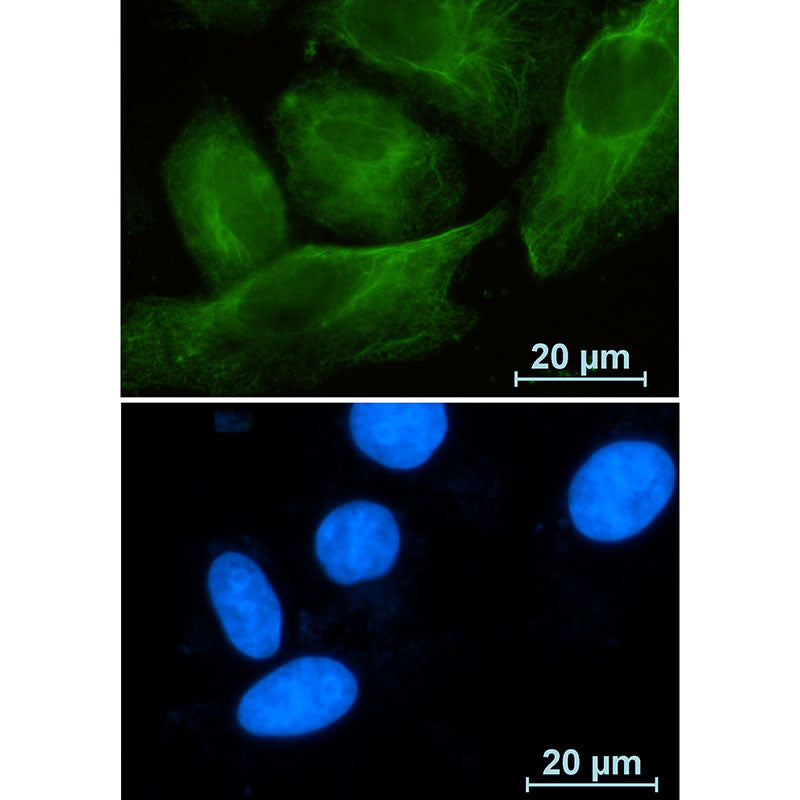 Rab10 Rabbit Monoclonal Antibody