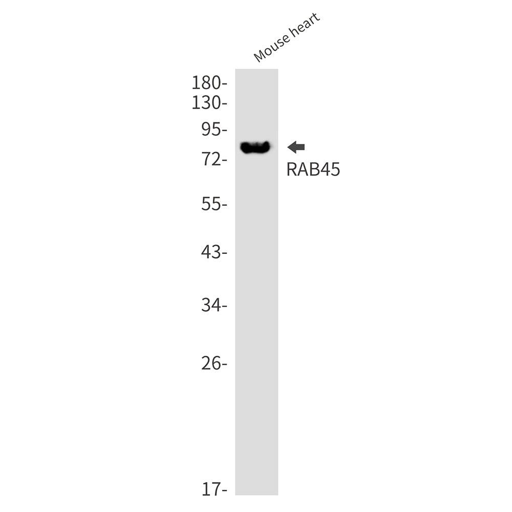 Rab45 Rabbit Monoclonal Antibody