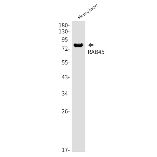 Rab45 Rabbit Monoclonal Antibody