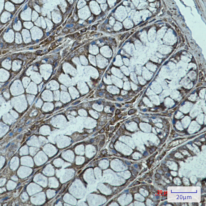 Rab7 Rabbit Monoclonal Antibody