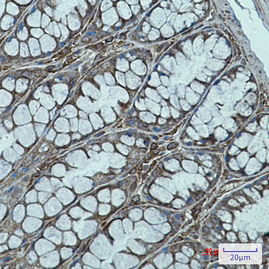 Rab7 Rabbit Monoclonal Antibody