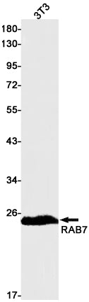 Rab7 Rabbit Monoclonal Antibody