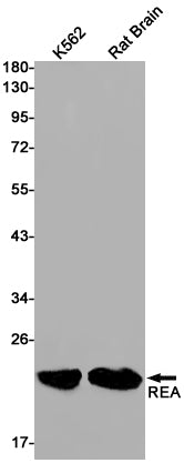 Rac3 Rabbit Monoclonal Antibody