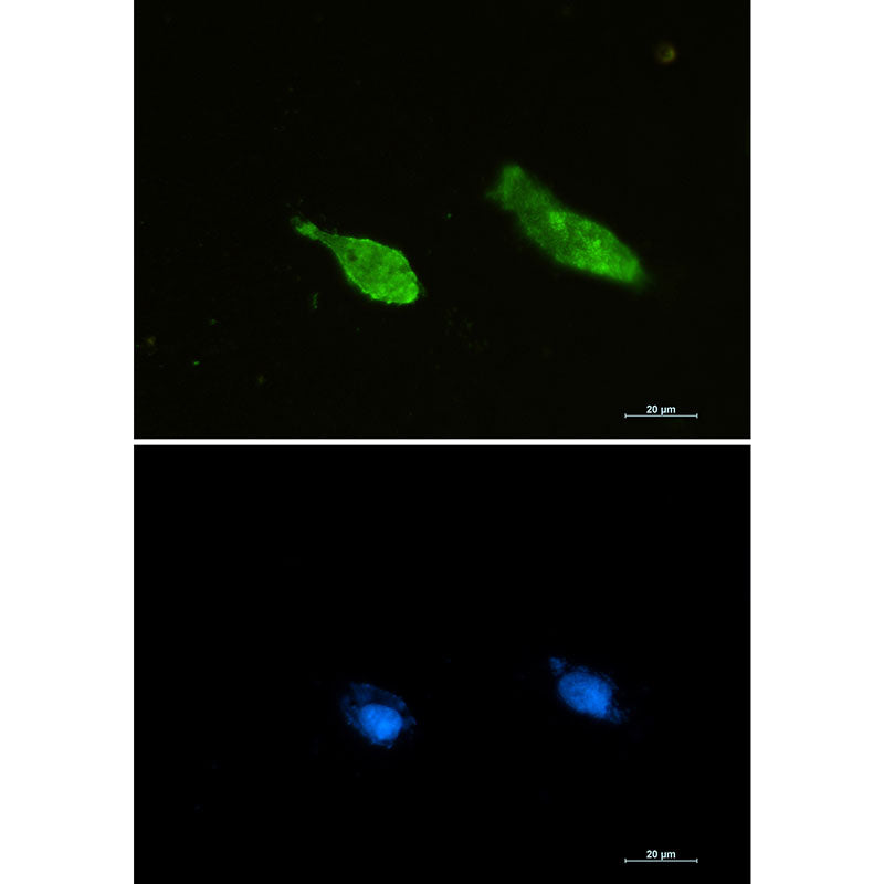 Ran Rabbit Monoclonal Antibody
