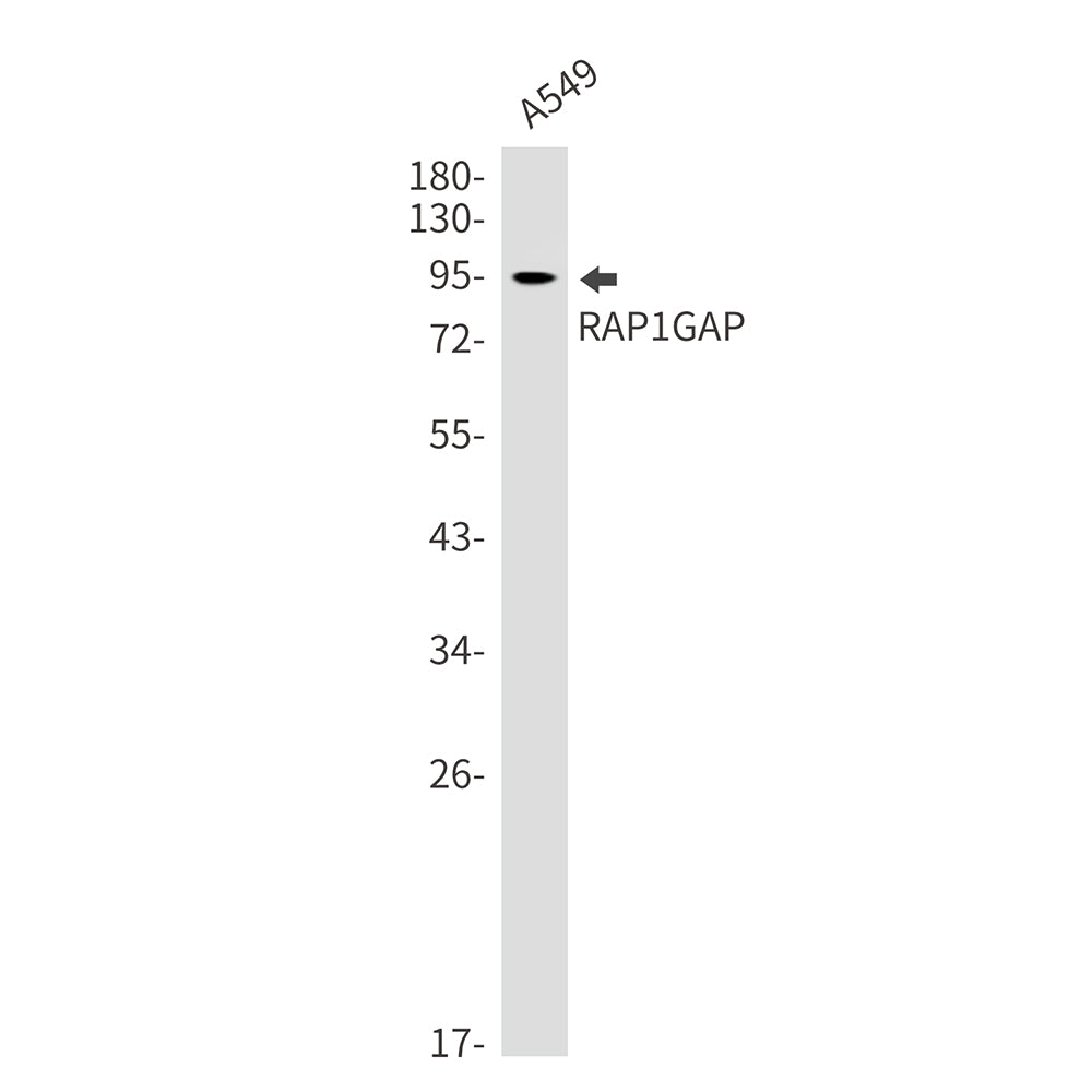RAP1GAP Rabbit Monoclonal Antibody