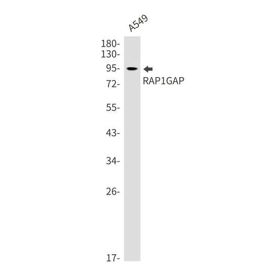 RAP1GAP Rabbit Monoclonal Antibody