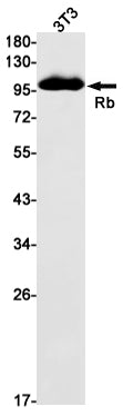 Rb Rabbit Monoclonal Antibody
