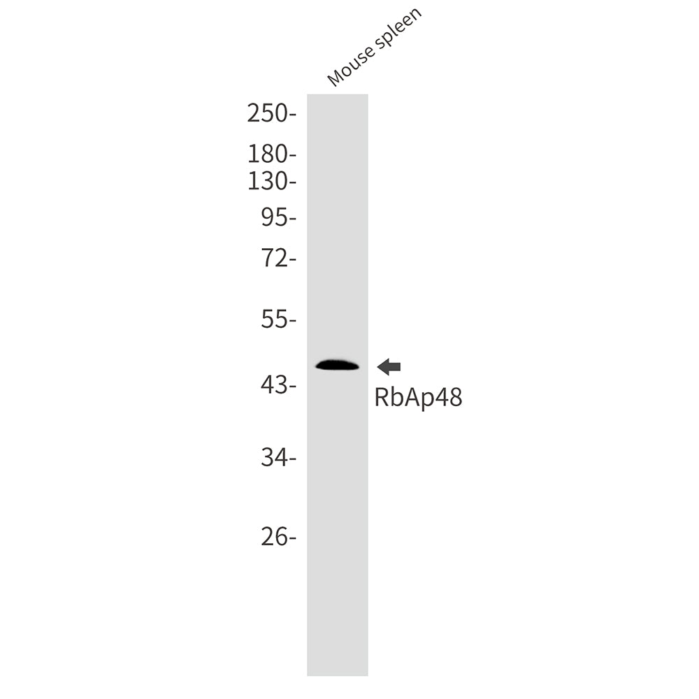 RBBP4 Rabbit Monoclonal Antibody