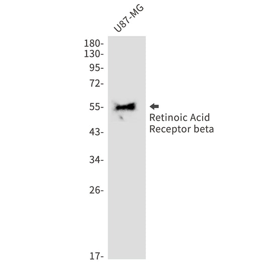 Retinoic Acid Receptor beta Rabbit Monoclonal Antibody