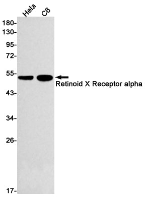 Retinoid X Receptor alpha Rabbit Monoclonal Antibody