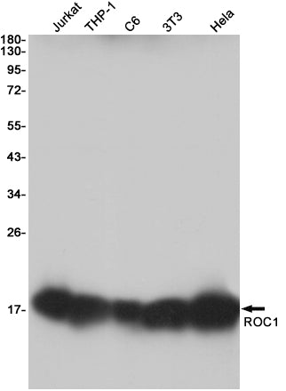 RBX1 Rabbit Monoclonal Antibody