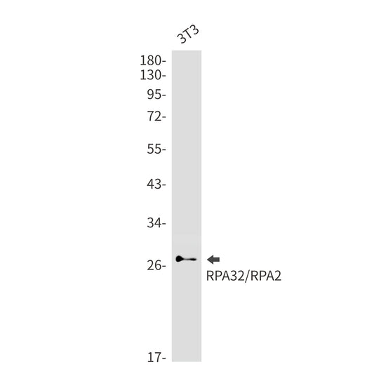 RPA32 Rabbit Monoclonal Antibody