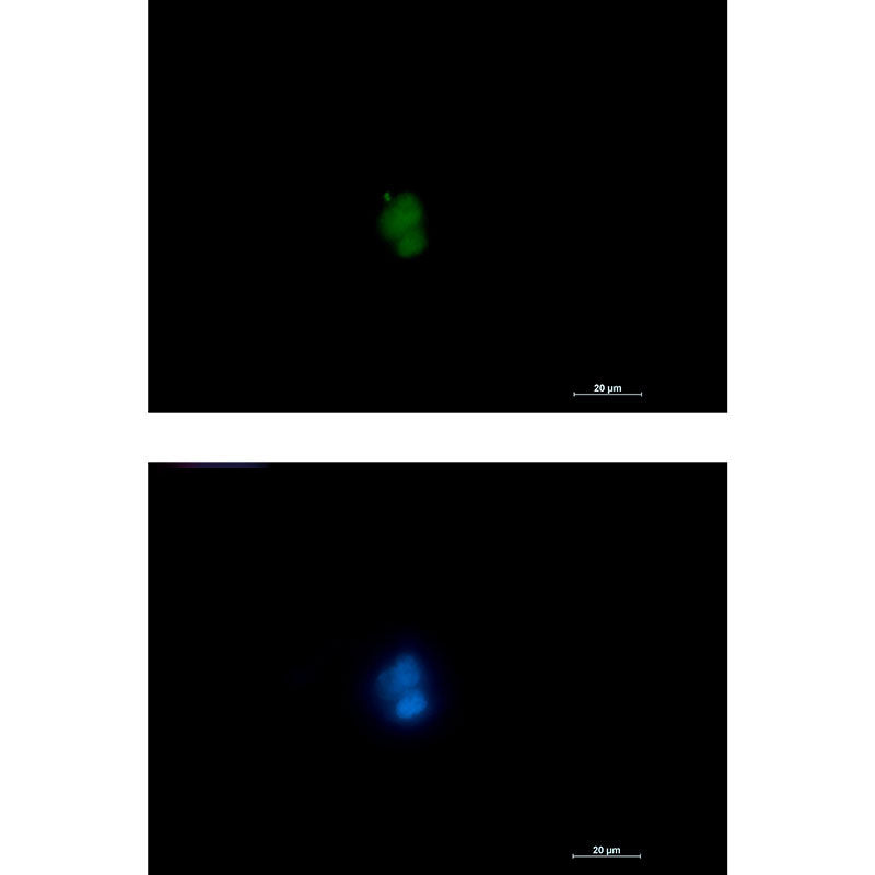 RUNX Rabbit Monoclonal Antibody