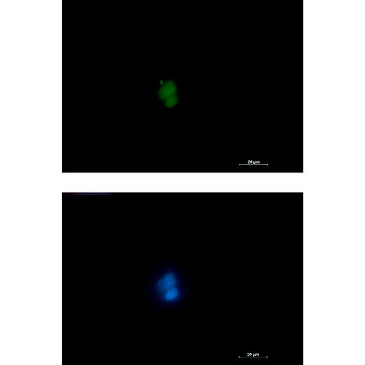 RUNX Rabbit Monoclonal Antibody