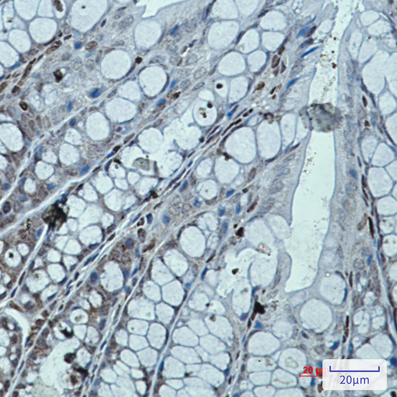 RUNX Rabbit Monoclonal Antibody