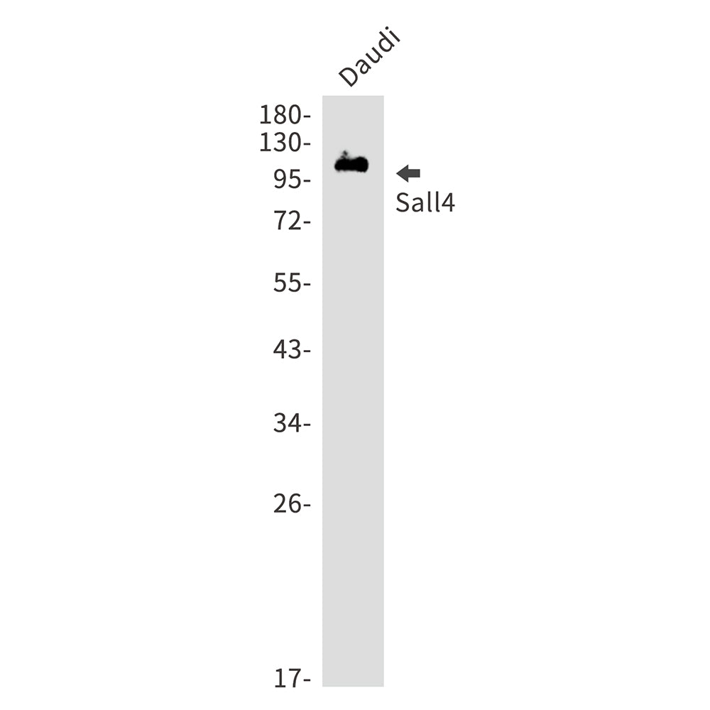 Sall4 Rabbit Monoclonal Antibody