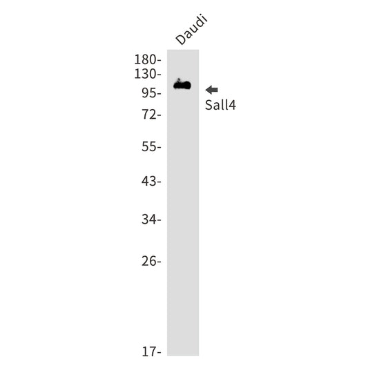 Sall4 Rabbit Monoclonal Antibody
