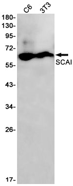 SCAI Rabbit Monoclonal Antibody