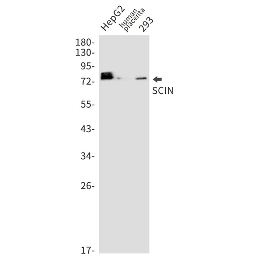 SCIN Rabbit Monoclonal Antibody