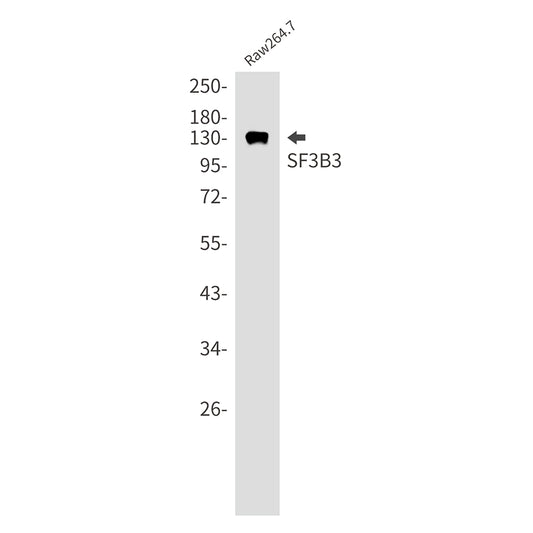 SF3B3 Rabbit Monoclonal Antibody