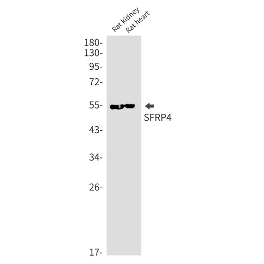 SFRP4 Rabbit Monoclonal Antibody