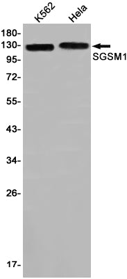 SGSM1 Rabbit Monoclonal Antibody