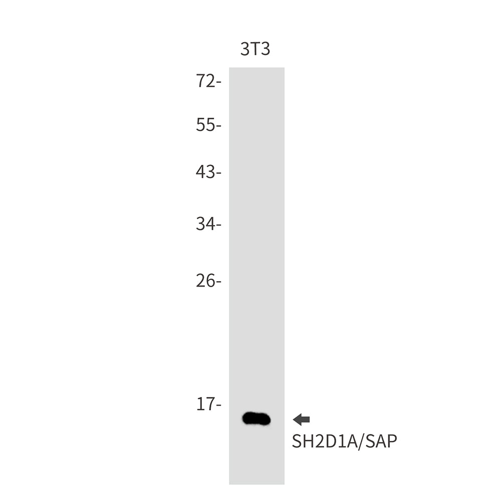 SH2D1A Rabbit Monoclonal Antibody