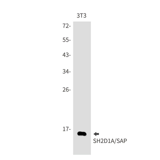 SH2D1A Rabbit Monoclonal Antibody