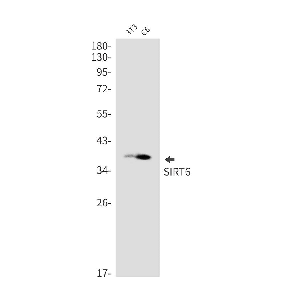 SIRT6 Rabbit Monoclonal Antibody