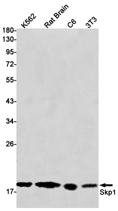 SKP1 Rabbit Monoclonal Antibody